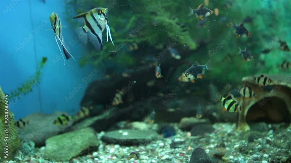 In the aquarium beautiful striped coral fish Skalyarii float. Freshwater fish, originally from the Amazon.. In the aquarium beautiful striped coral fish Skalyarii float. Freshwater fish, originally from the Amazon..