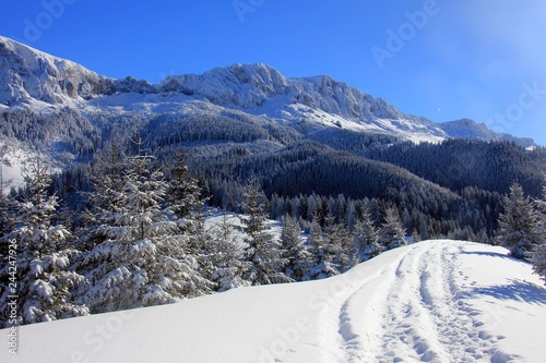 Winter - white landscape in the mountains. Forest covered with snow. 