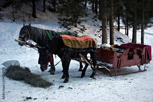 Horses eating hay, while harnessed at a sleigh - during wintertime. 