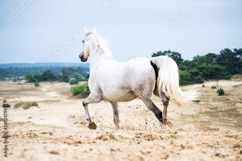 White warmblood mare in the dunes