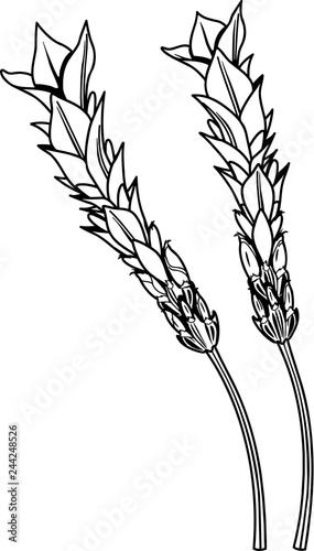 Lavender Vector Illustration