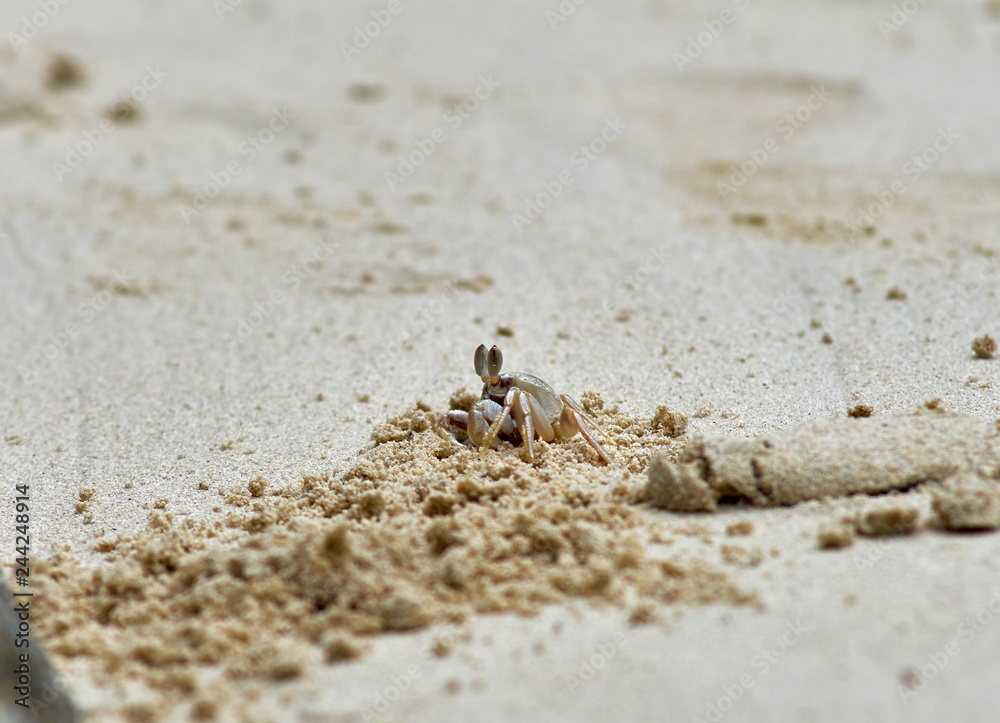 Little crab on an island in Thailand