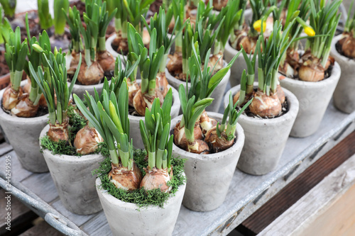 Fototapeta Naklejka Na Ścianę i Meble -  Daffodils grow from bulbs in the flowerpots.