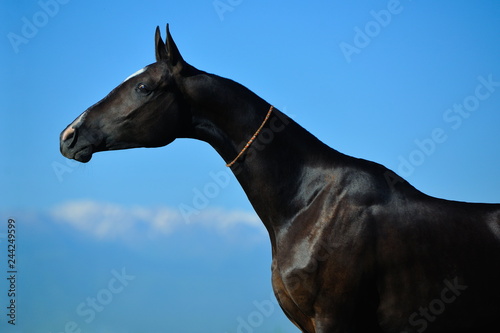 Black Akhal-Teke mare stretching her long neck and posing for the camera. Horizontal, side view, portrait.