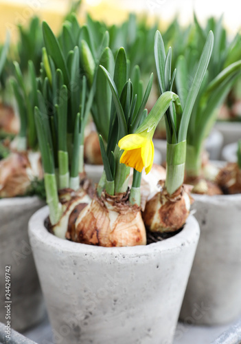Daffodils grow from bulbs in the flowerpots.