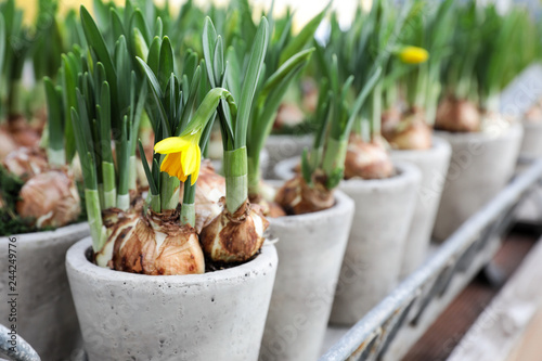 Daffodils grow from bulbs in the gray ceramic flowerpots.