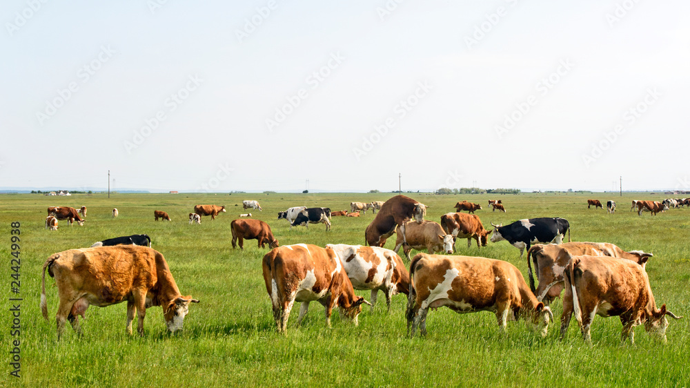 Cows on the meadow