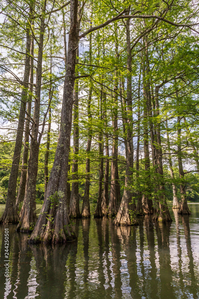 Fototapeta premium Beavers Bend State Park