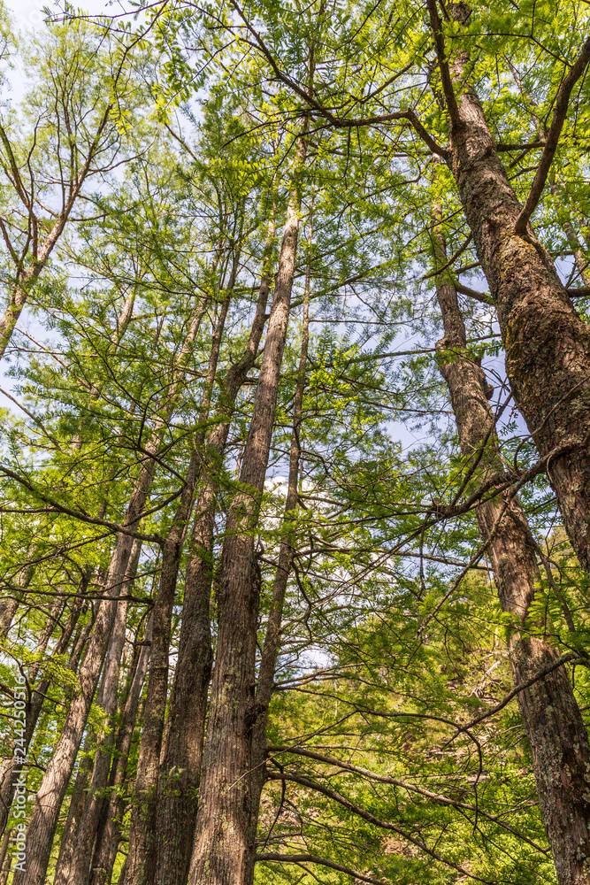 Beavers Bend State Park