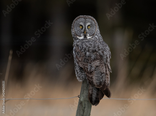 Great Gray Owl in Canada 