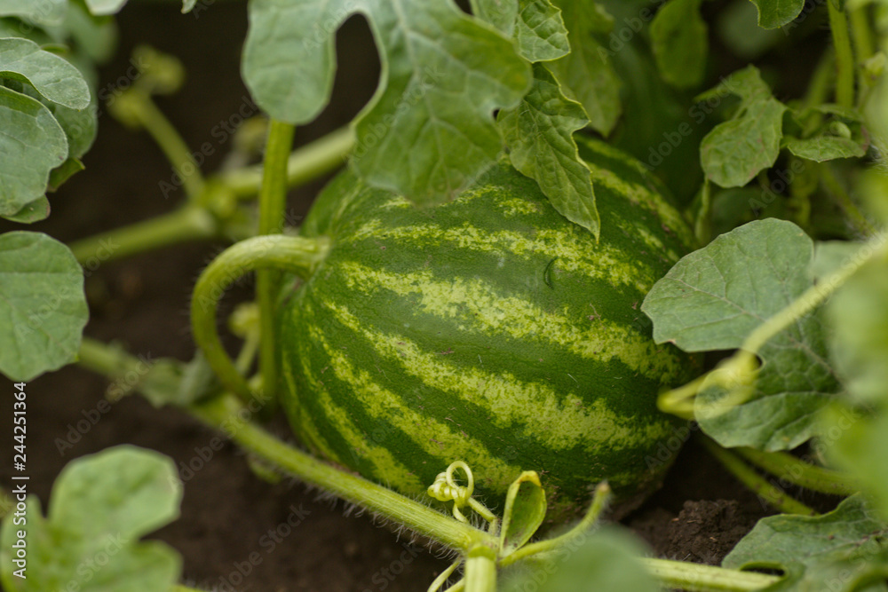 Obraz premium Ripe watermelon on melon field among green leaves. Watermelon growing in the garden in the village. The cultivation of melons fields is a crop in the garden.