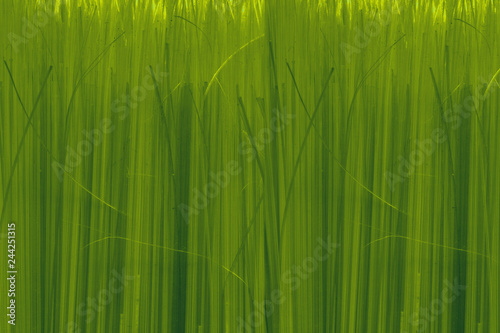 Fototapeta Naklejka Na Ścianę i Meble -  Plush green grass background for design