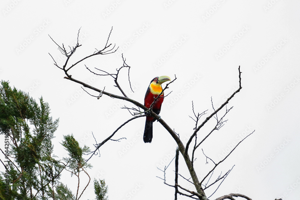 Obraz premium bird on a branch