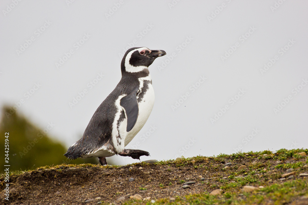 Fototapeta premium Humboldt penguin walking upwards