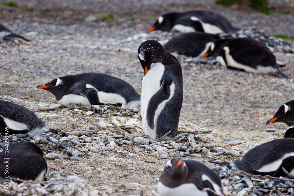 Naklejka premium Jackass penguins in natural habitat