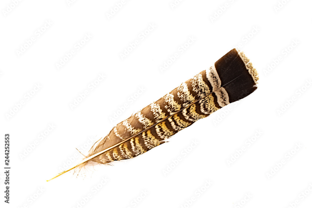Foto A ruffed grouse feather isolated on white