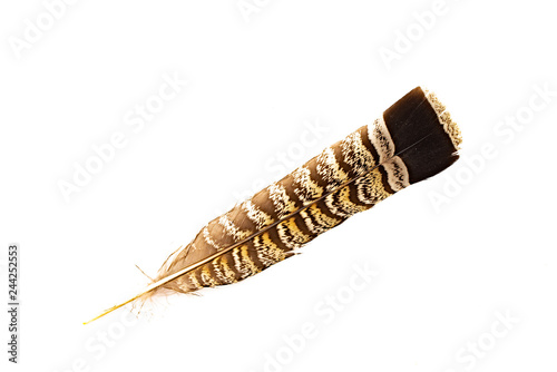 Valokuva A ruffed grouse feather isolated on white