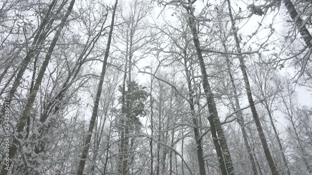 High trees in beautiful winter forest. High trees in beautiful winter forest.