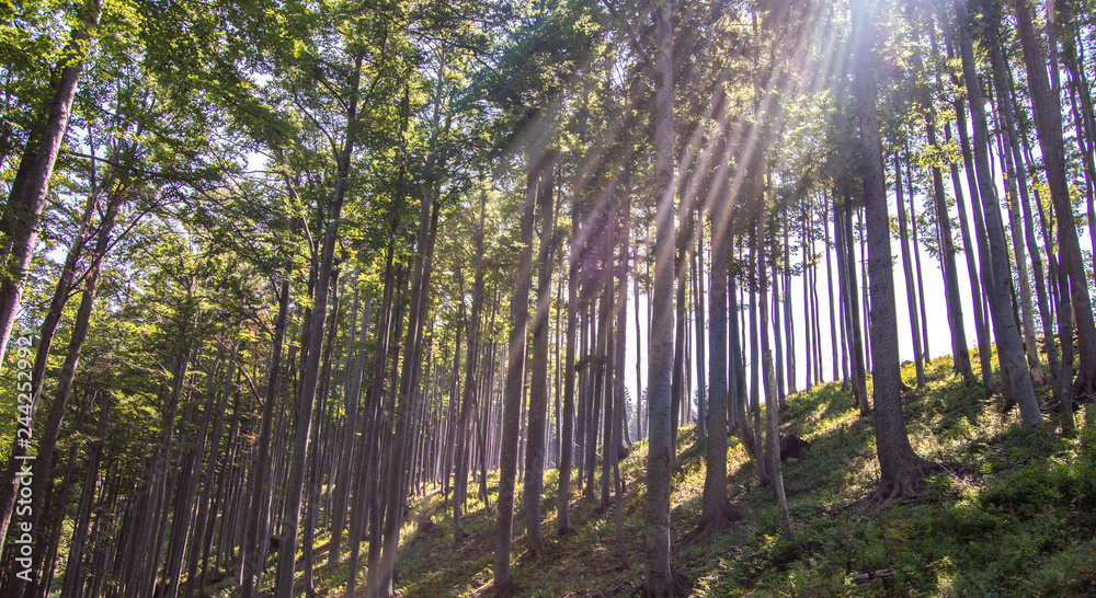 Sun shining through the trees in the mountains during a summer hike Sun shining through the trees in the mountains during a summer hike
