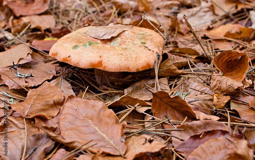 Lactarius deliciosus or saffron milk cap or red pine mushrooms found surrounded by brown leaves in autumn in Sila National Park, Calabria, Italy Lactarius deliciosus or saffron milk cap or red pine mushrooms found surrounded by brown leaves in autumn in Sila National Park, Calabria, Italy