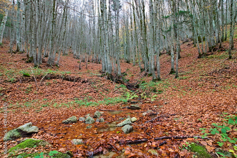 Mountain trail covered with leaves among beech trees in autumn, Sila National Park, Calabria, Italy