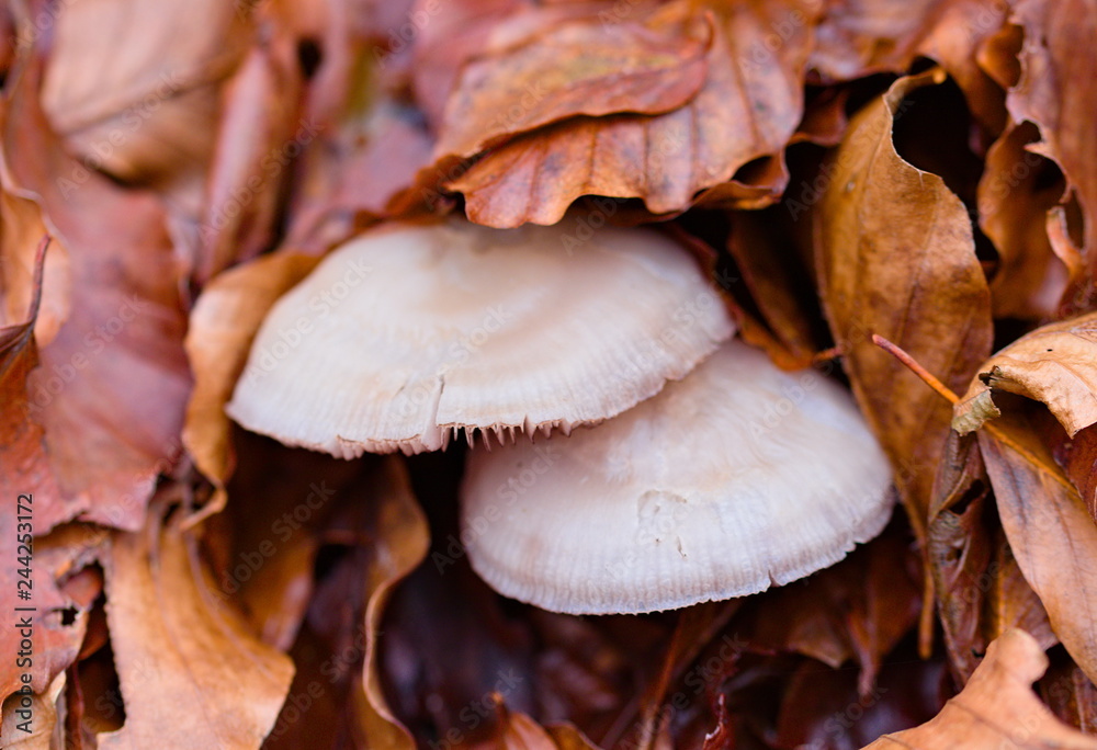 mushrooms grown among leaves in autumn, Sila national park, Calabria, Italy mushrooms grown among leaves in autumn, Sila national park, Calabria, Italy