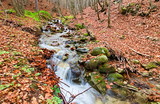 Little river streaming in a beech wood in autumn, Camigliatello SIlano, Sila National Park, Calabria, Italy