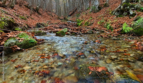 Little river streaming in a beech wood in autumn  Camigliatello SIlano  Sila National Park  Calabria  Italy