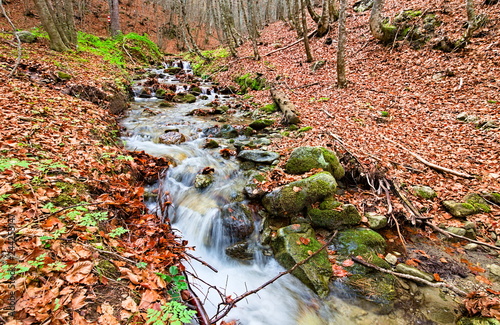 Little river streaming in a beech wood in autumn, Camigliatello SIlano, Sila National Park, Calabria, Italy photo