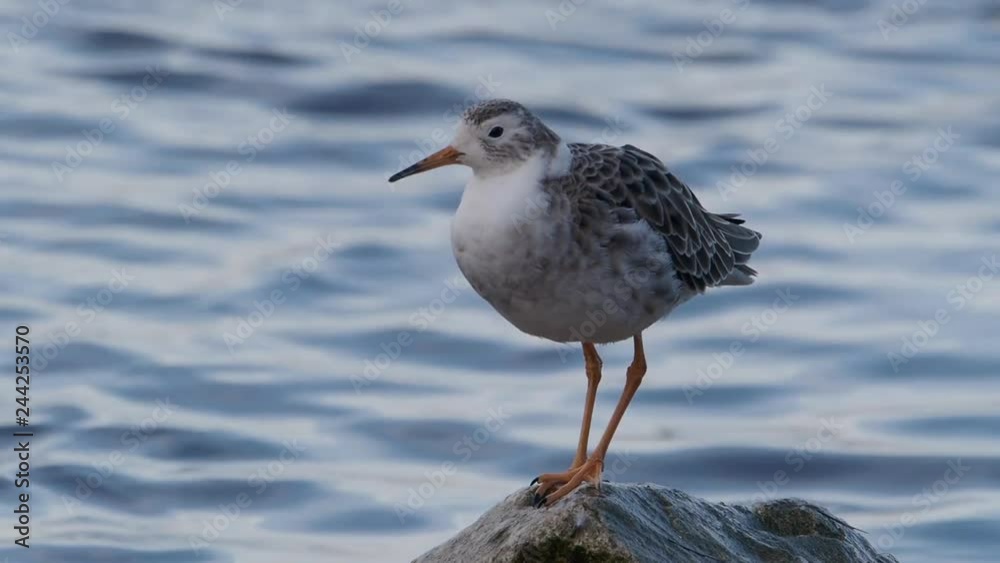 Ruff, Philomachus pugnax, a single bird standing by water, Martin Mere, Lancashire, UK, Ruff, Philomachus pugnax, a single bird standing by water, Martin Mere, Lancashire, UK,