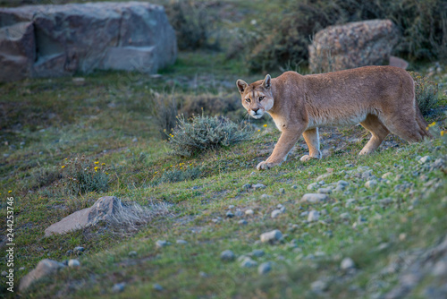 Patagonian mountain lion puma