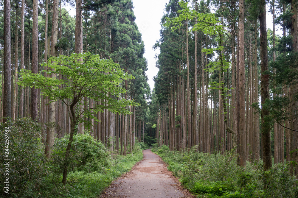 Obraz premium Path into the forest in lake Ashi, Japan