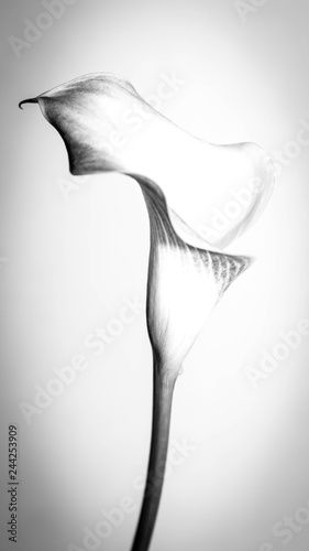 A black and white, high-key photo of a calla lily. photo