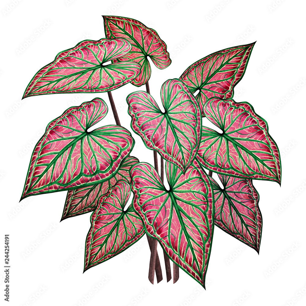 Watercolor painting big green leaves,palm leaf isolated on white background.Watercolor elephant ear leaf,illustration tropical exotic leaf for wallpaper vintage Hawaii style pattern.With clipping path