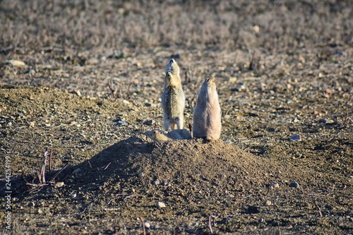 Prairie Dog (genus Cynomys ludovicianus) Black-Tailed in the wild, herbivorous burrowing rodent, in the shortgrass prairie ecosystem, alert in burrow, barking to warn other prairie dogs of danger in B photo