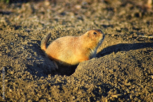 Prairie Dog (genus Cynomys ludovicianus) Black-Tailed in the wild, herbivorous burrowing rodent, in the shortgrass prairie ecosystem, alert in burrow, barking to warn other prairie dogs of danger in B photo