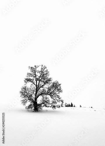 Baum im Winter in der Landschaft - Silhouette eines Baumes