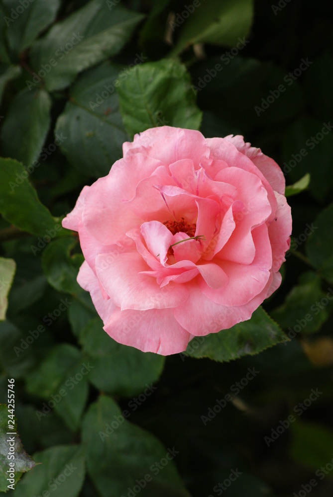 Fototapeta premium Pink roses flower