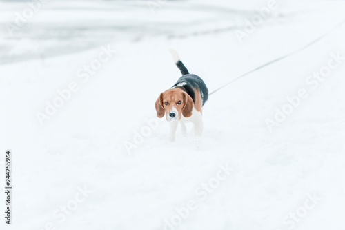 Small dog. Snow