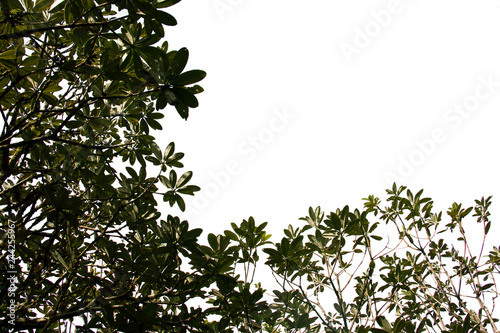 treetop isolated on white background