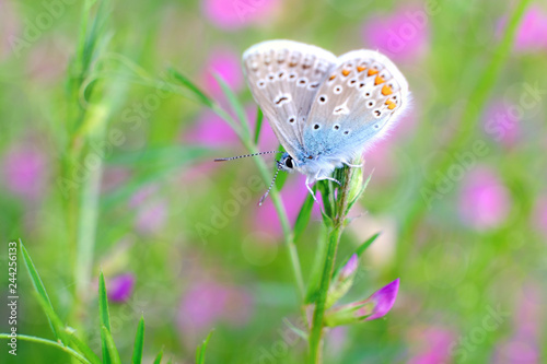 schmetterling photo