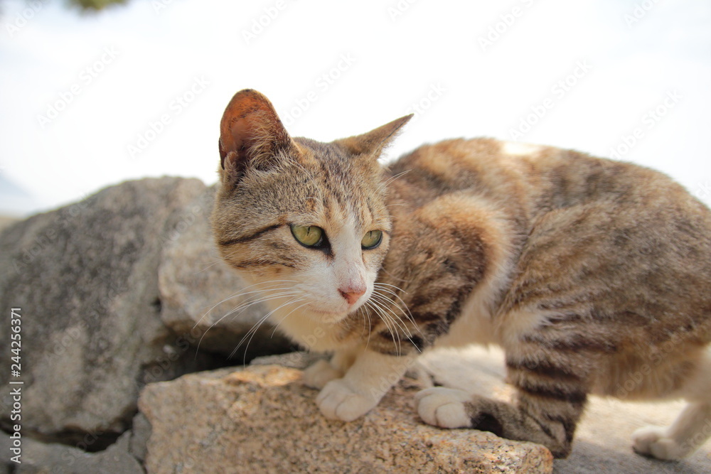佐柳島の猫
