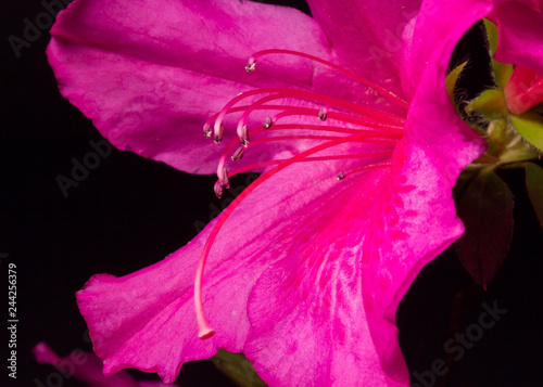 A Pink Azelea Flower