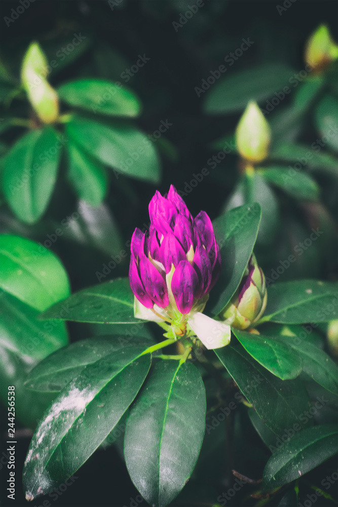 A purple rhododendron flower bush growing in a garden A purple rhododendron flower bush growing in a garden