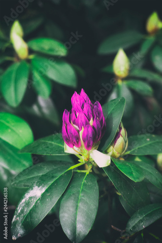 A purple rhododendron flower bush growing in a garden