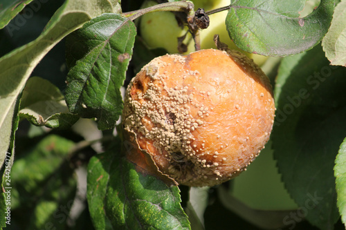 Brown fruit rot of apple caused by Monilia fungus