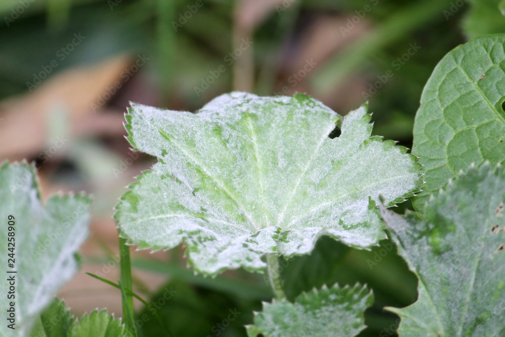 Powdery mildew Ecaused by Podosphaera aphanis on green leaf of Common Lady's Mantle or Alchemilla vulgaris Powdery mildew Ecaused by Podosphaera aphanis on green leaf of Common Lady's Mantle or Alchemilla vulgaris