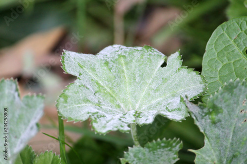 Powdery mildew Ecaused by Podosphaera aphanis on green leaf of Common Lady's Mantle or Alchemilla vulgaris photo