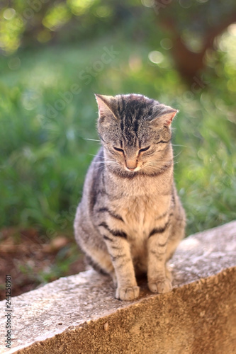 Wallpaper Mural Brown tabby cat sitting in the garden, illuminated by beautiful sunlight. Selective focus. Torontodigital.ca