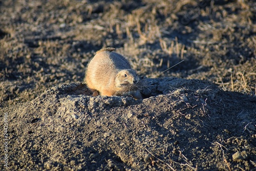 Prairie Dog (genus Cynomys ludovicianus) Black-Tailed in the wild, herbivorous burrowing rodent, in the shortgrass prairie ecosystem, alert in burrow, barking to warn other prairie dogs of danger in B